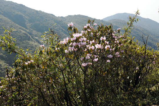 临沧大雪山杜鹃花