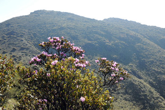 临沧大雪山杜鹃花