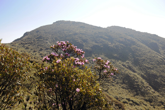 临沧大雪山杜鹃花