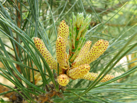 松树花