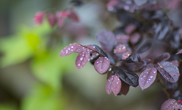 雨露