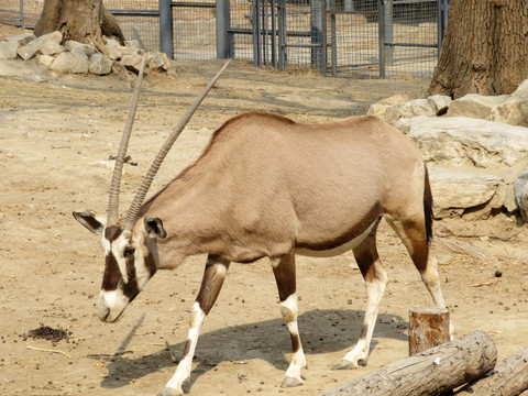 南非长角羚