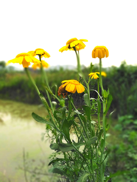 雏菊