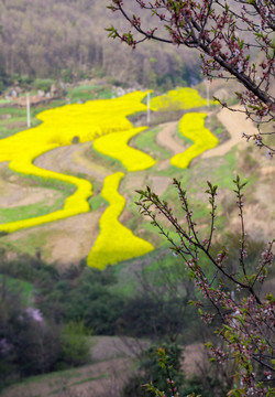 油菜花