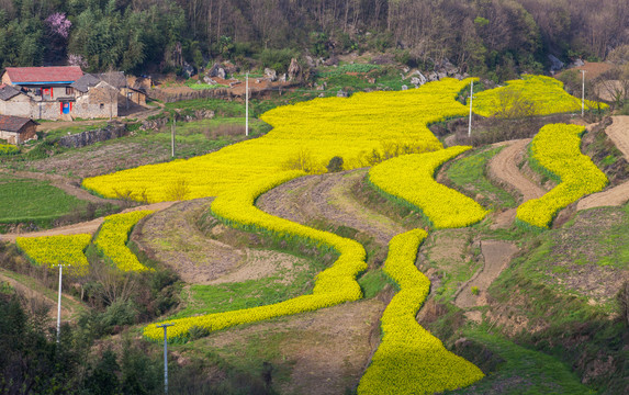 油菜花