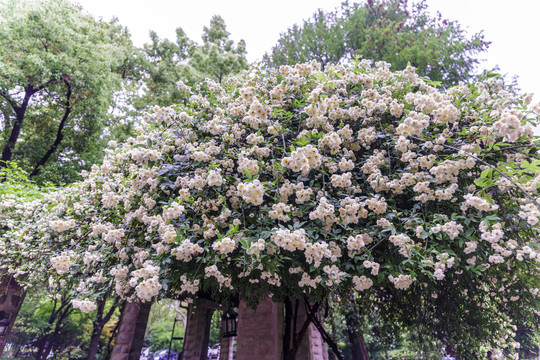 木香花