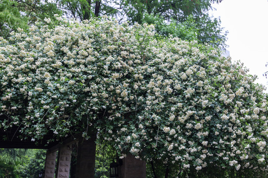 木香花