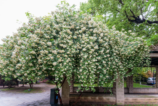 木香花