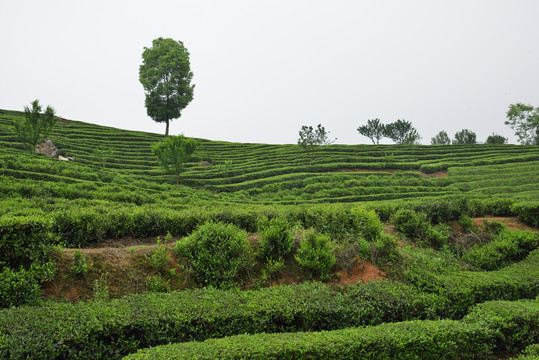 生态茶园