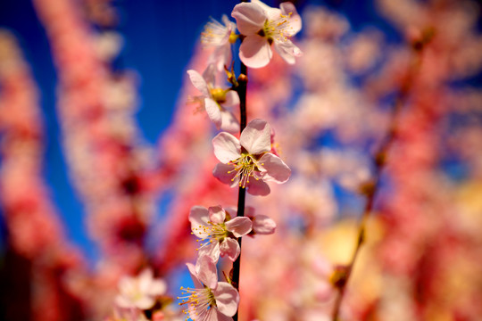 山桃花