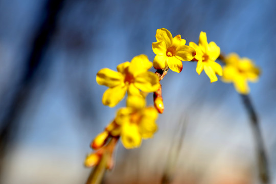 迎春花