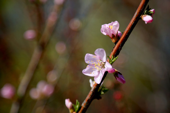 山桃花