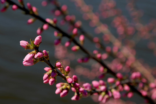 山桃花