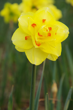 水仙花