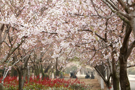 樱花