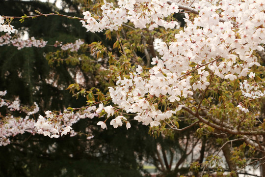 樱花