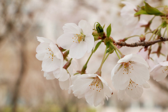 樱花