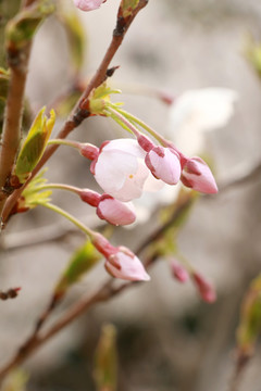 樱花