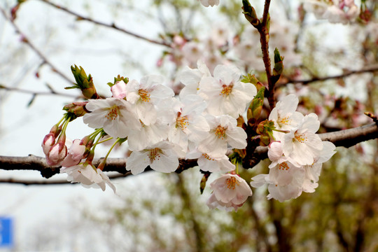 樱花