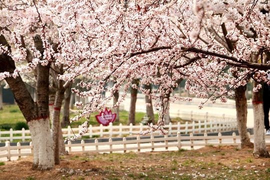 樱花