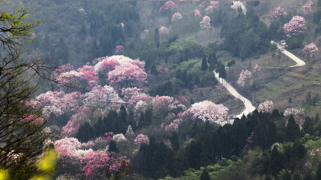 吴家后山辛夷花