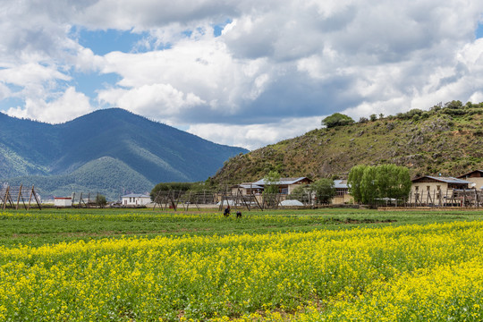 纳帕海依拉草原