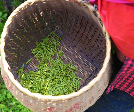 西湖龙井茶