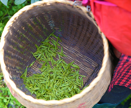 西湖龙井茶