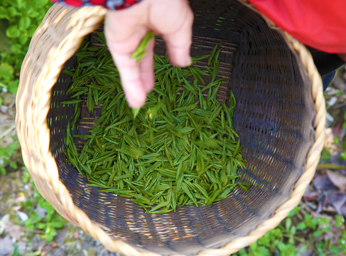 西湖龙井茶