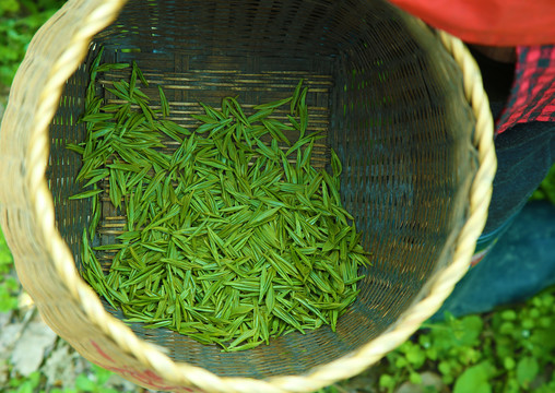 西湖龙井茶