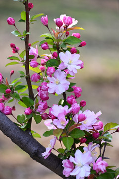 海棠花开