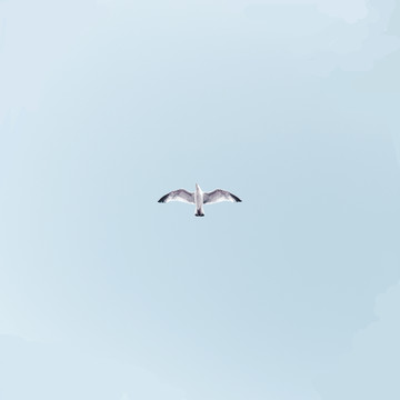 一只海鸥