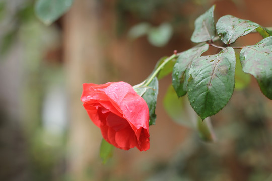 红色月季花