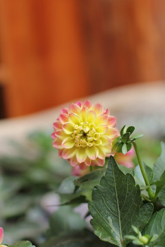 大麗花幸運花大理菊