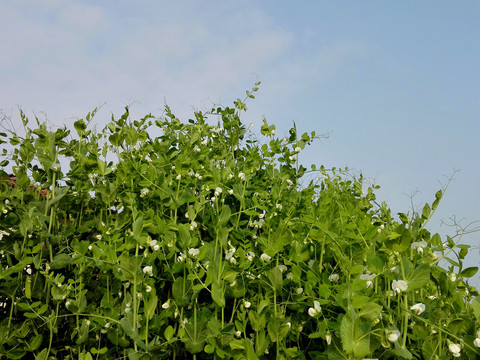 小豌豆田