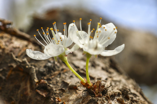 李花