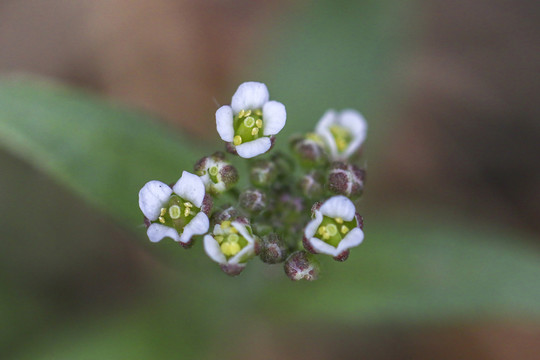 荠菜花