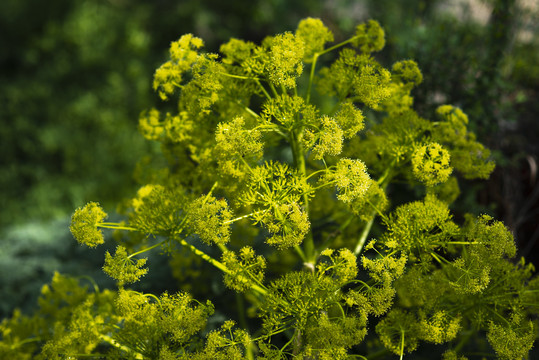 阿魏开花