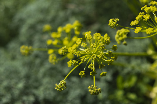 阿魏开花