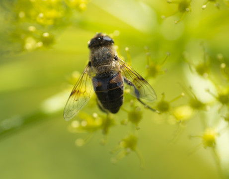 蜜蜂