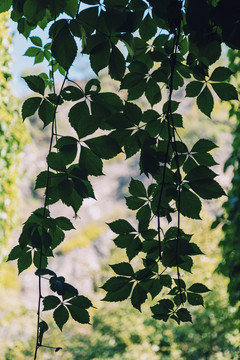 绿植背景