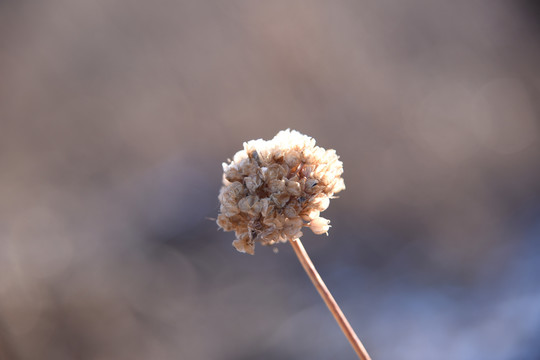 韭菜花特写