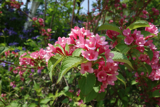 锦带花