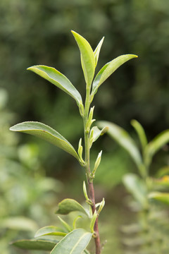 茶叶嫩芽