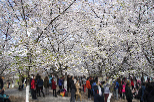 樱花节