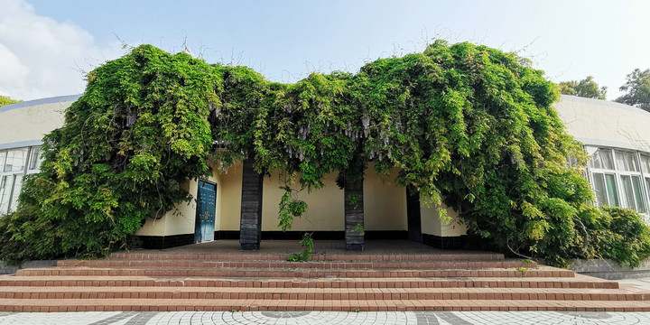 藤蔓植物景观