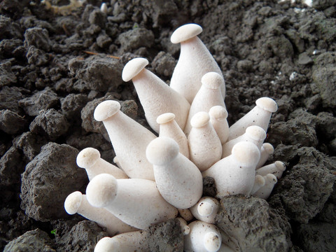 金福菇覆土出菇