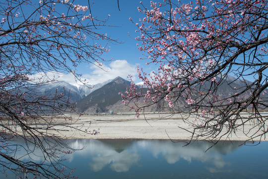 林芝桃花