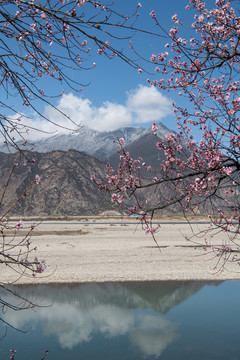 林芝桃花