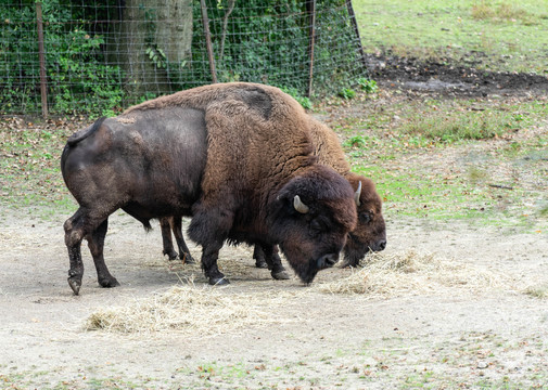 野牛